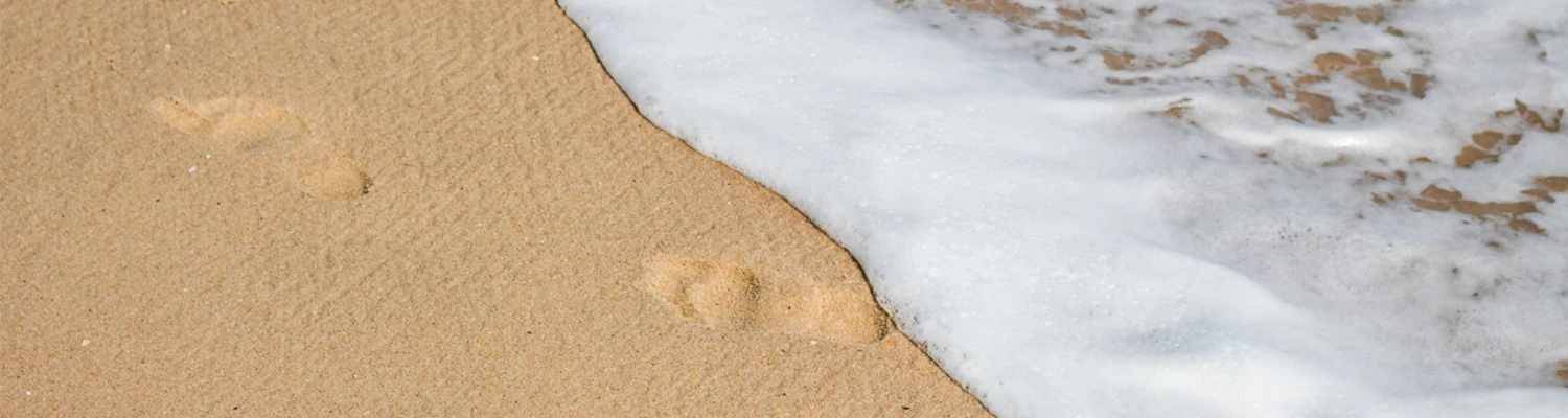 Banner image of Vuorii