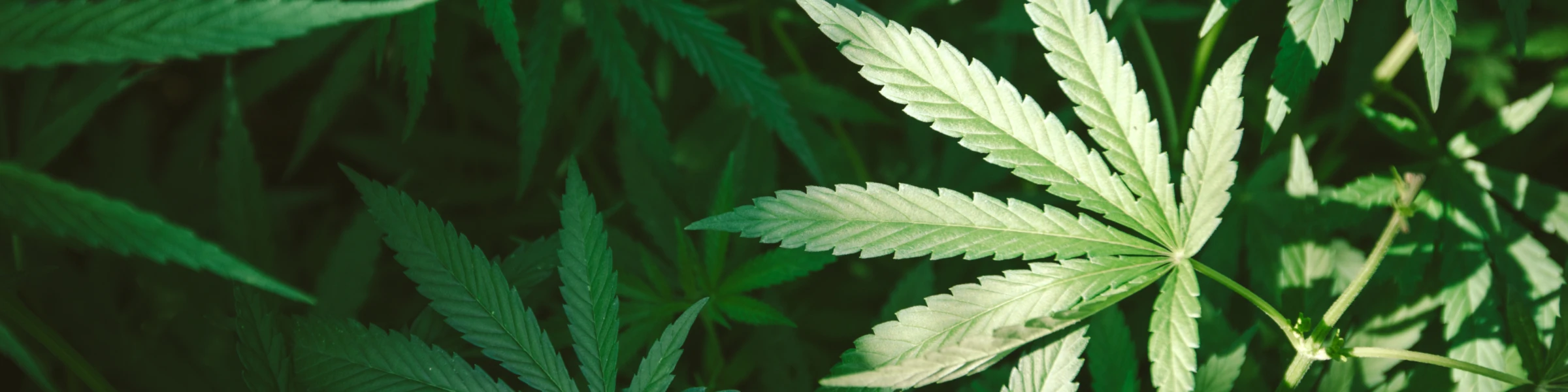 Banner image of SMOKE