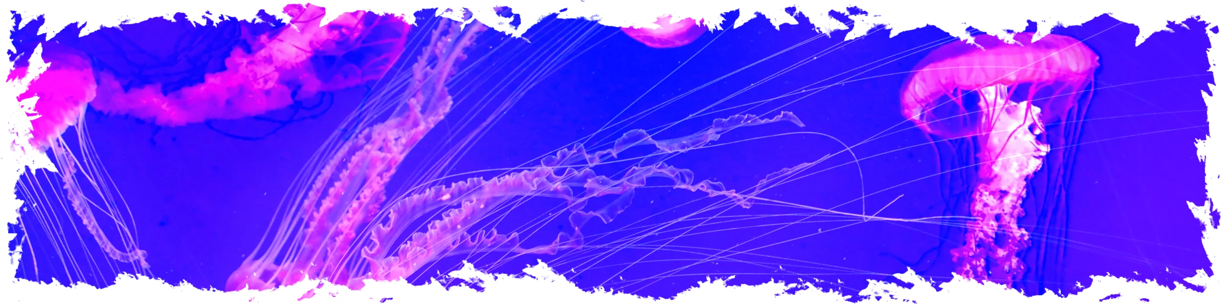 Bannerbild von RicoDeLaPlaya