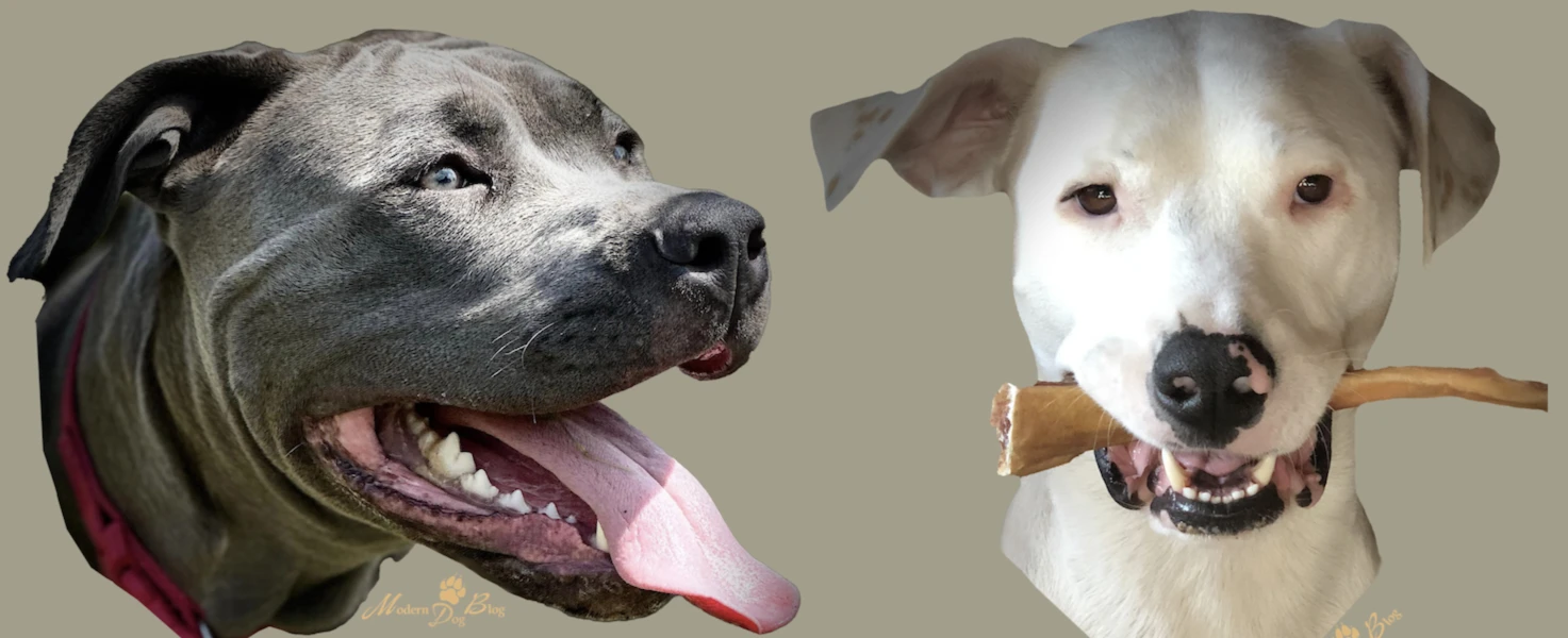Bannerbild von Moderndogblog