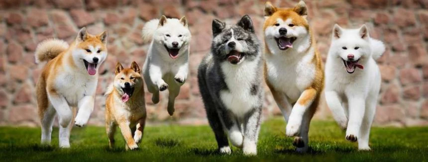 Banner image of AkitaWorldd