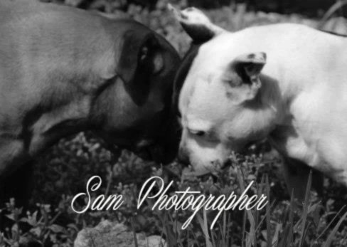 Banner image of Sam Photographer