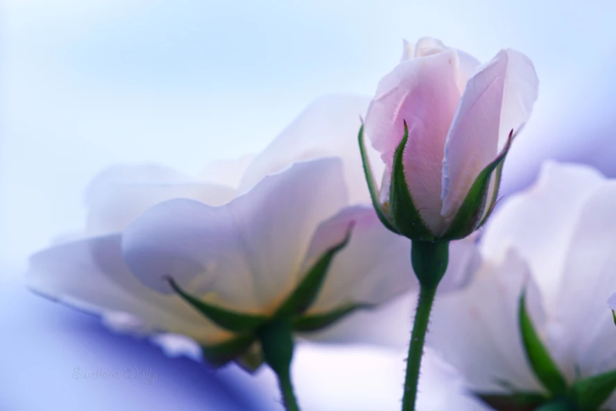 Banner image of Swetlana Wall