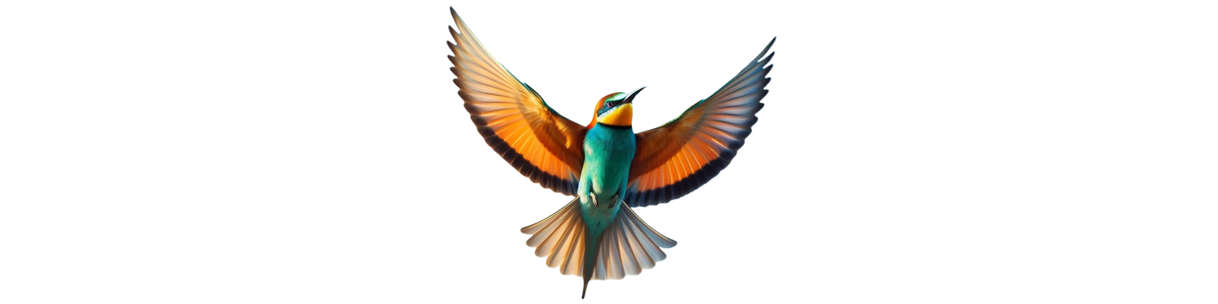 Banner image of Birdshop