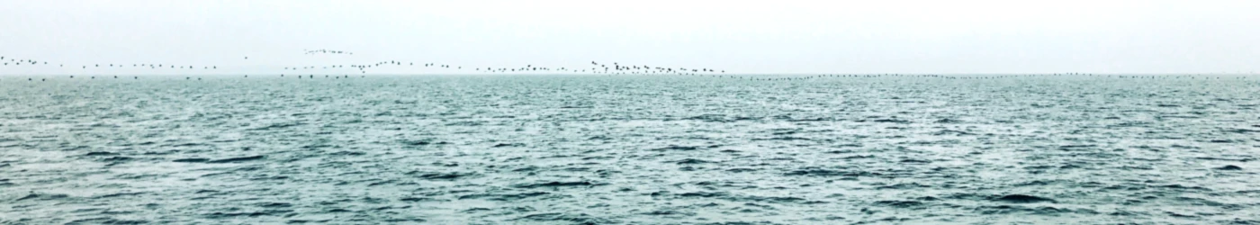 Banner image of look.calidris.