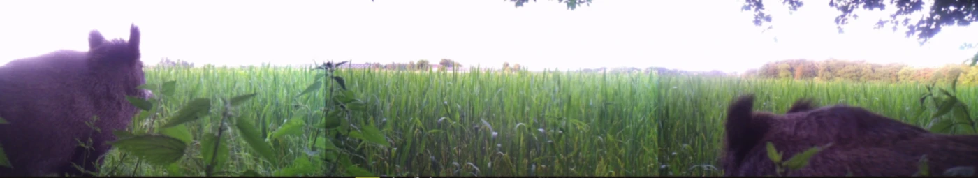 Banner image of saulocke