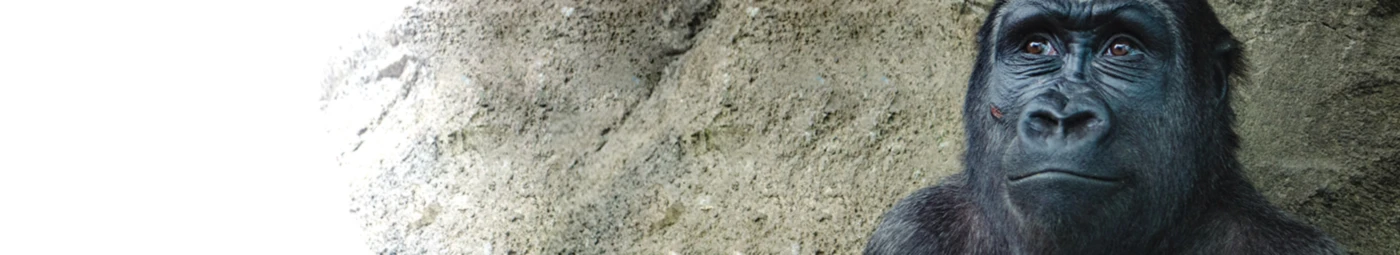 Bannerbild von Schickinicki
