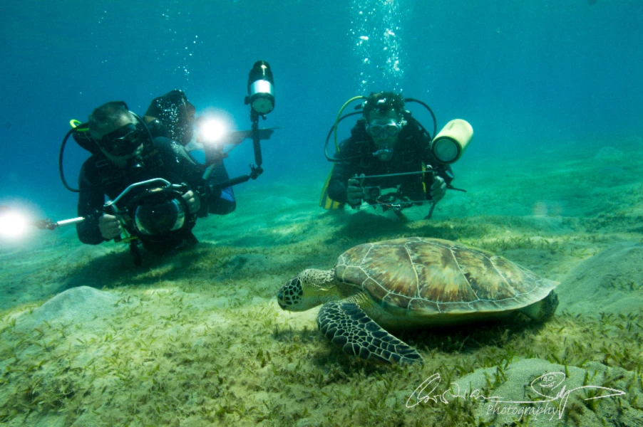 Banner image of Suttel