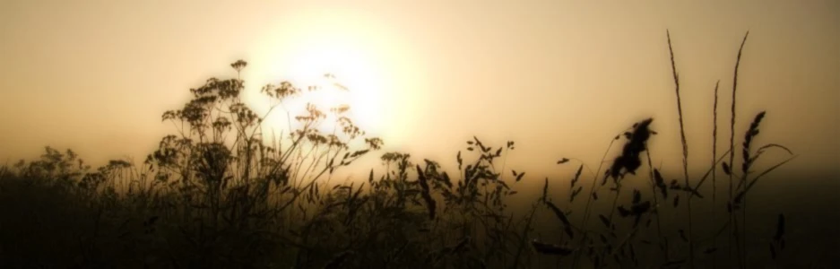 Banner image of playfulfoodie