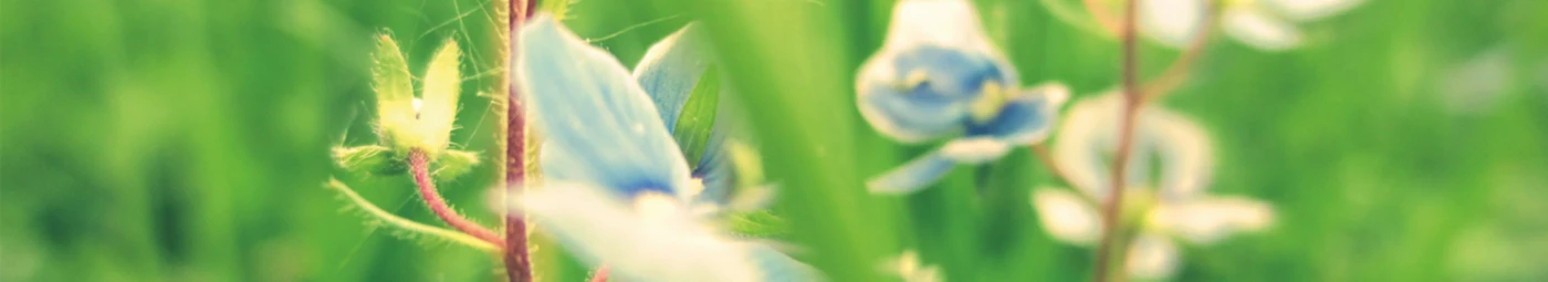 Bannerbild von Tinuviel