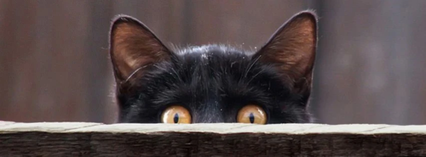 Banner image of Dvrushka