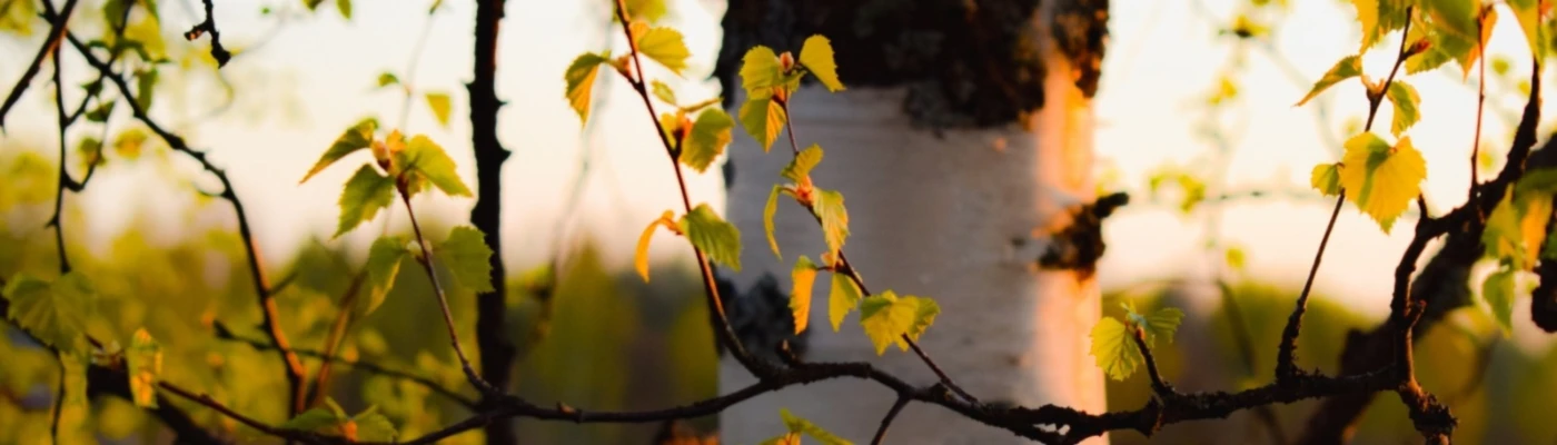 Banner image of Vastaranta Design