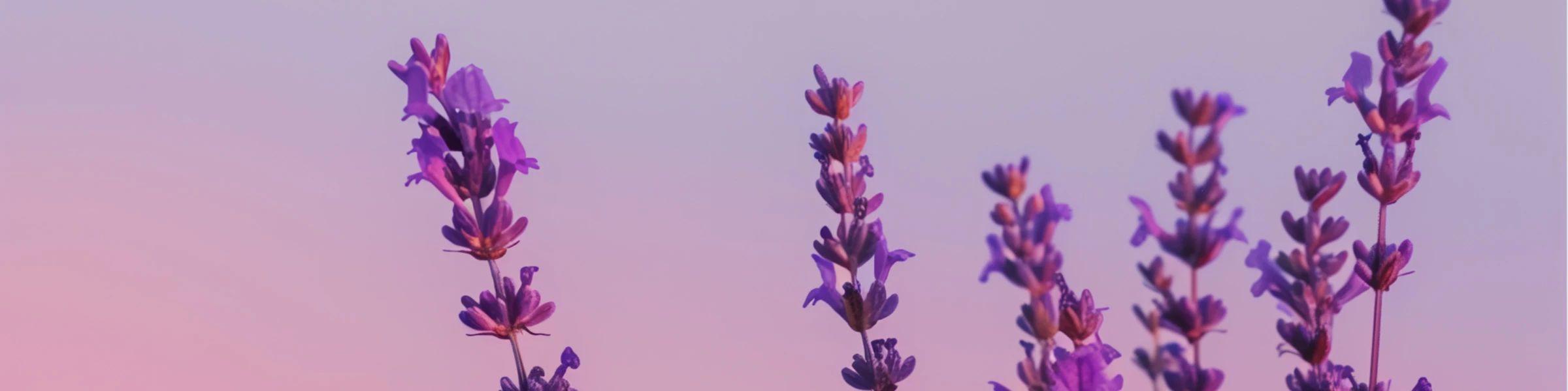 Bannerbild von BlickfangDesign