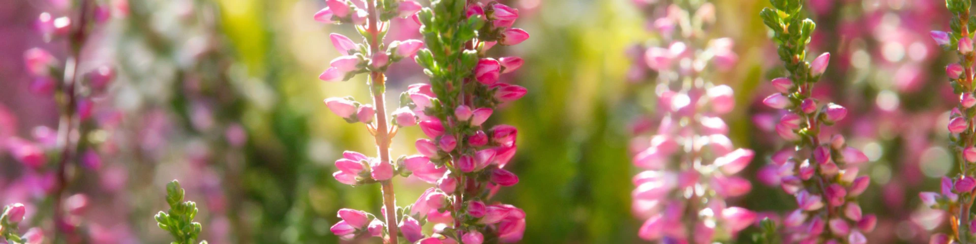 Bannerbild von heidjerpixel