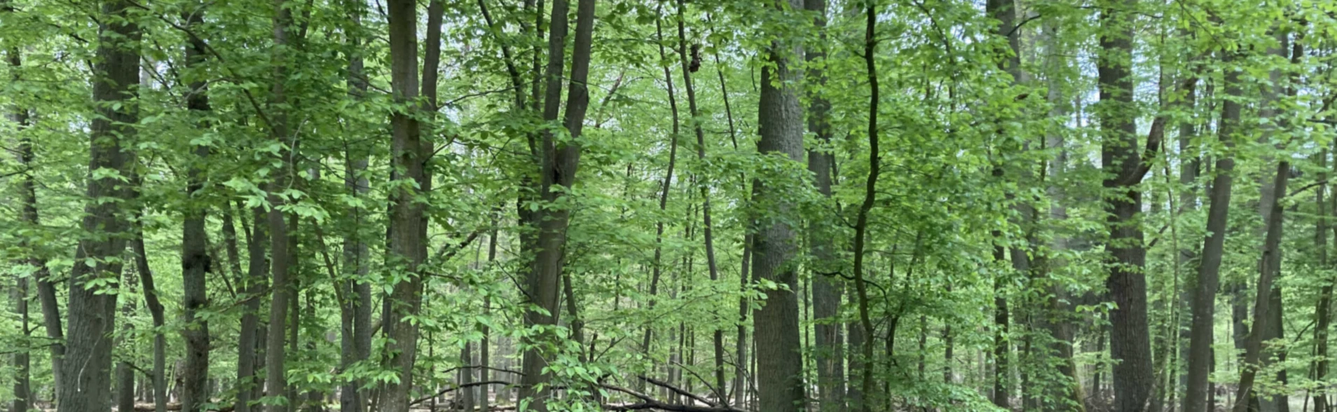 Bannerbild von BerlinerWaldfreunde