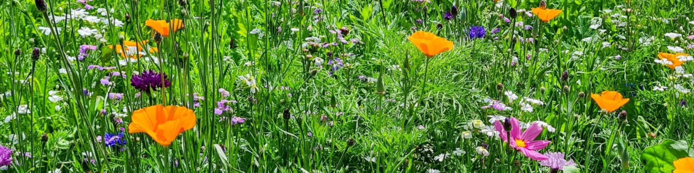 Banner image of Chirps