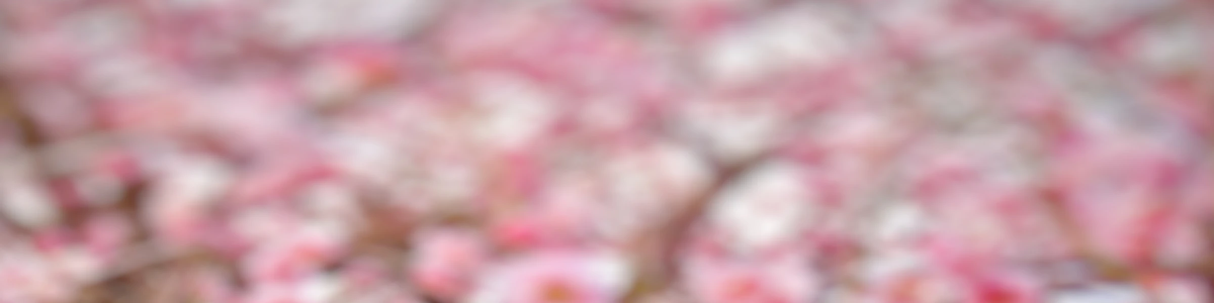Bannerbild von omomuki design