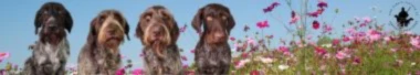 Bannerbild von Dennis Panthen Hundetraining
