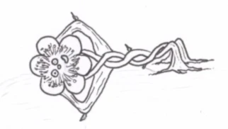 Banner image of sans forme  ni chemin