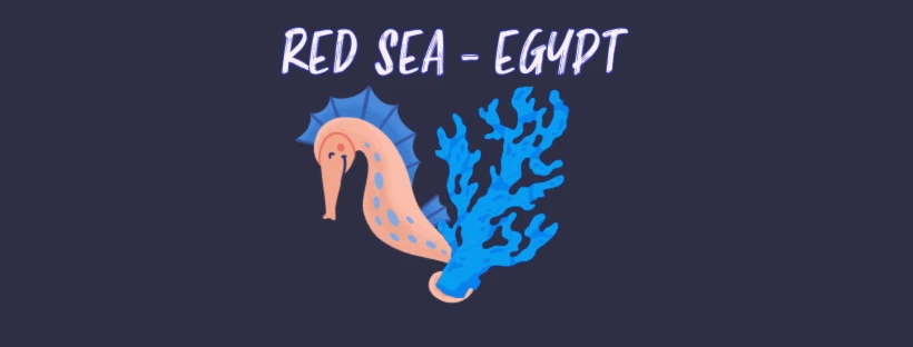 Bannerbild von Reef Diver