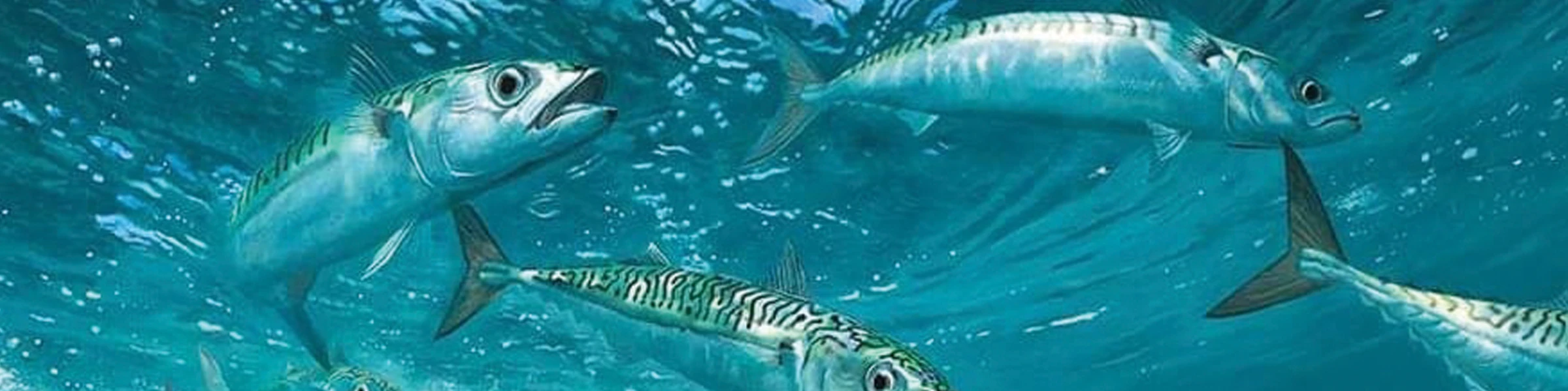 Banner image of Mackerel Fishing UK