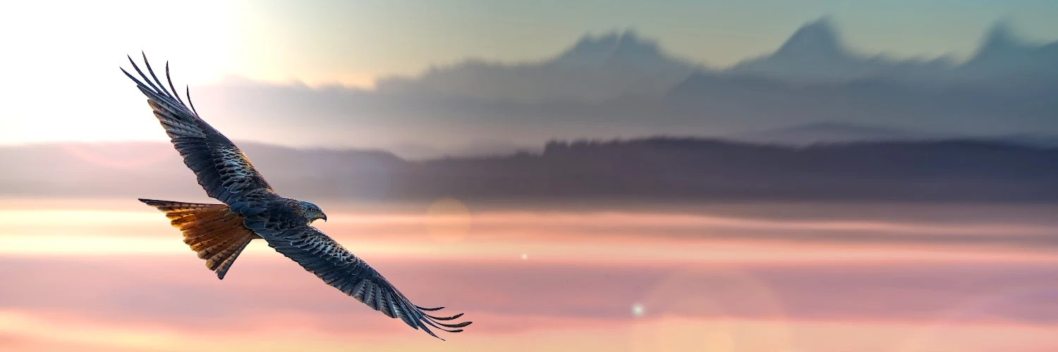 Bannerbild von dupix