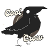 CoolCrow