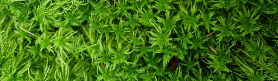 Bannerbild von Pilz Shop