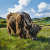 Highland Cow
