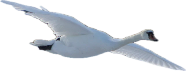 Banner image of Deutschbalte