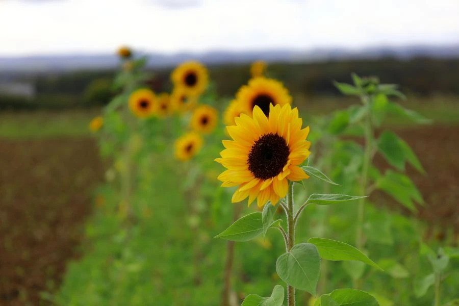 Bannerbild von FloraFoto