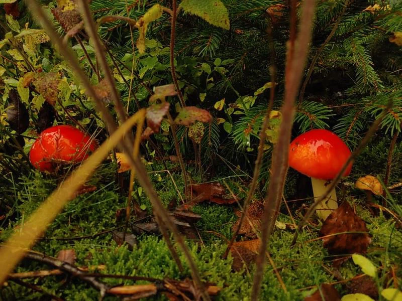 Banner image of mushroom-party