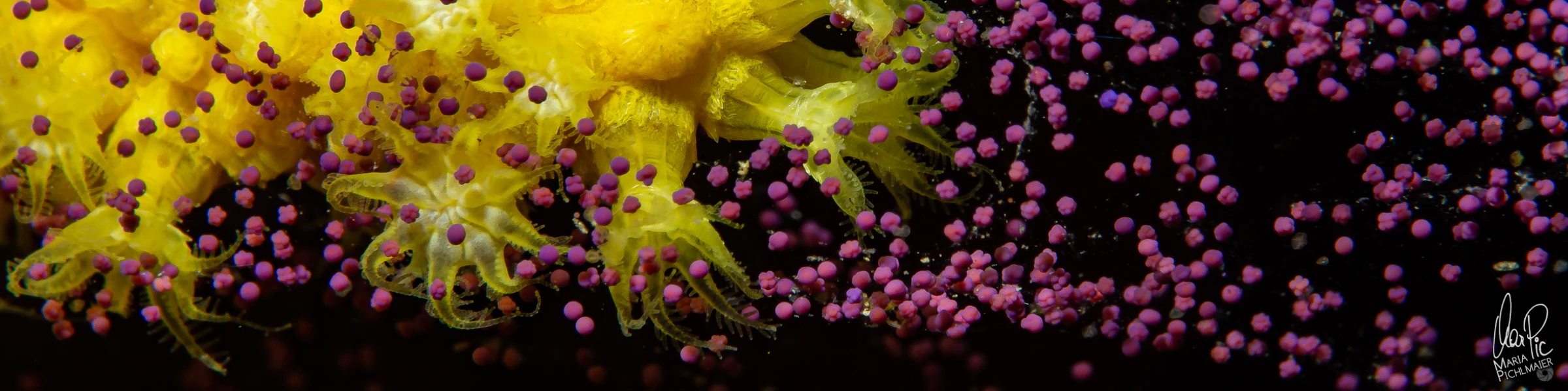 Banner image of byMarPic