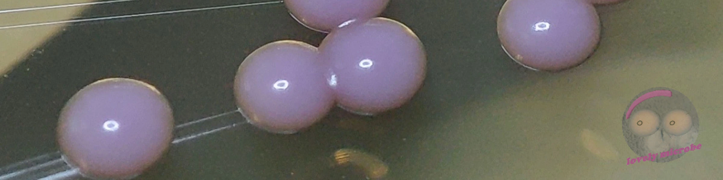 Bannerbild von lovely microbe