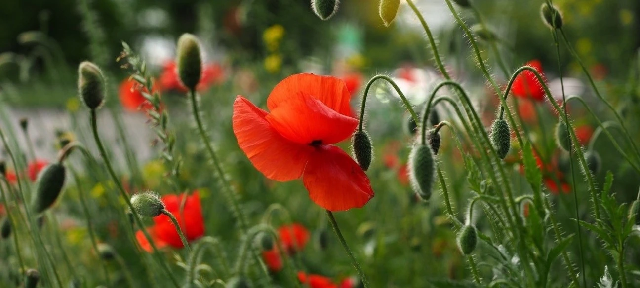 Bannière de Blue Moment Shop