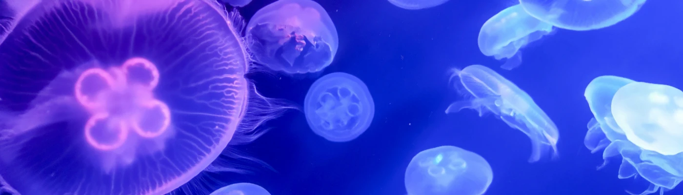 Banner image of ABSOLKA