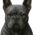 Joshi the frenchie dog