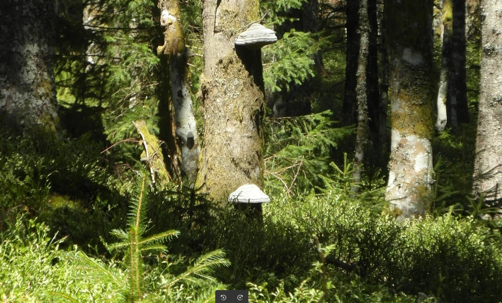 Banner image of TreM-Shirt