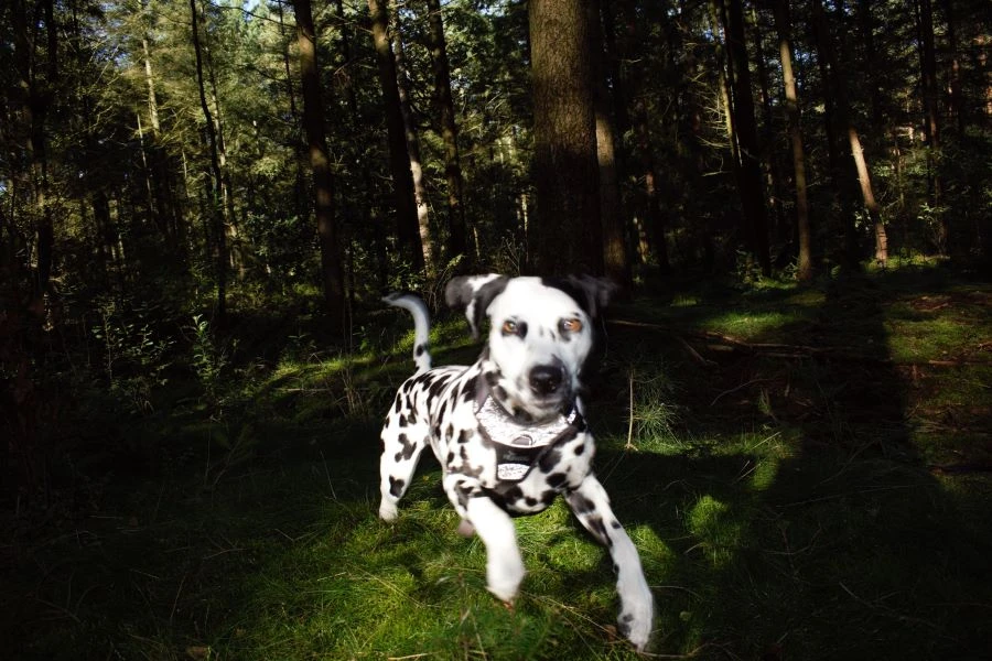 Bannerbild von Tabitha