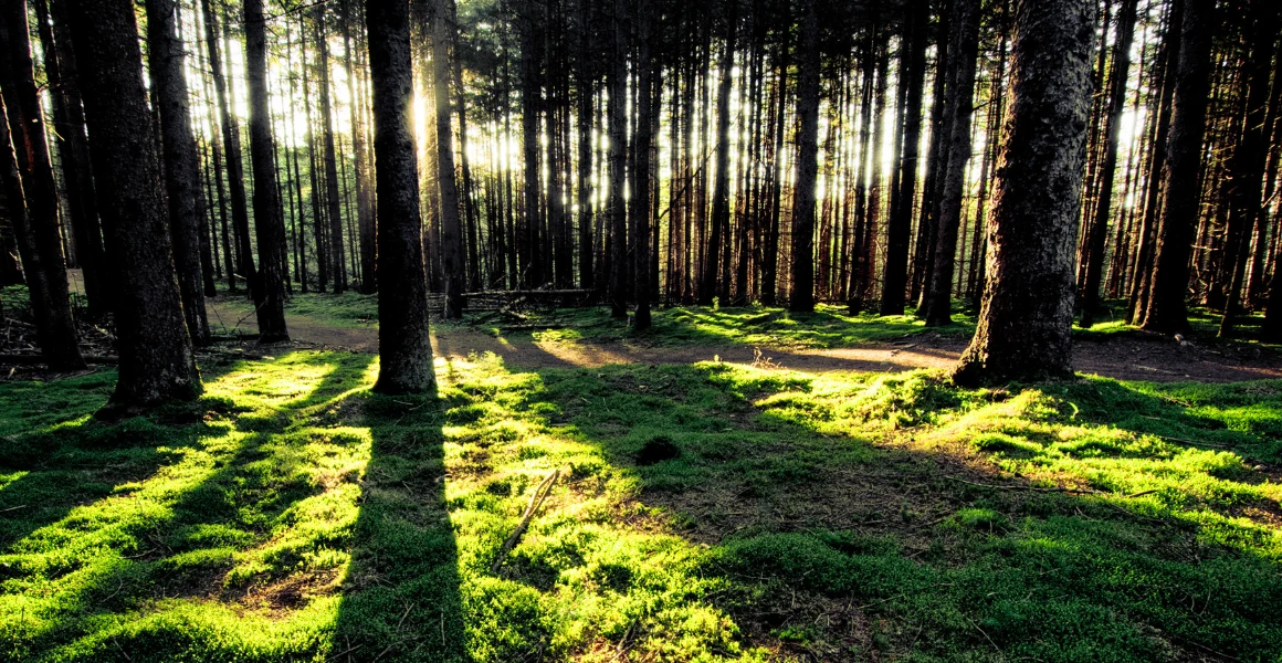 Banner image of Sozialissimus