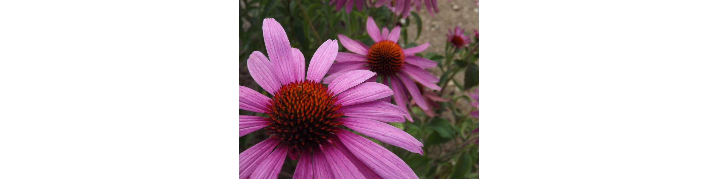 Banner image of Aveart