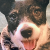 Bark Avenue Gifts