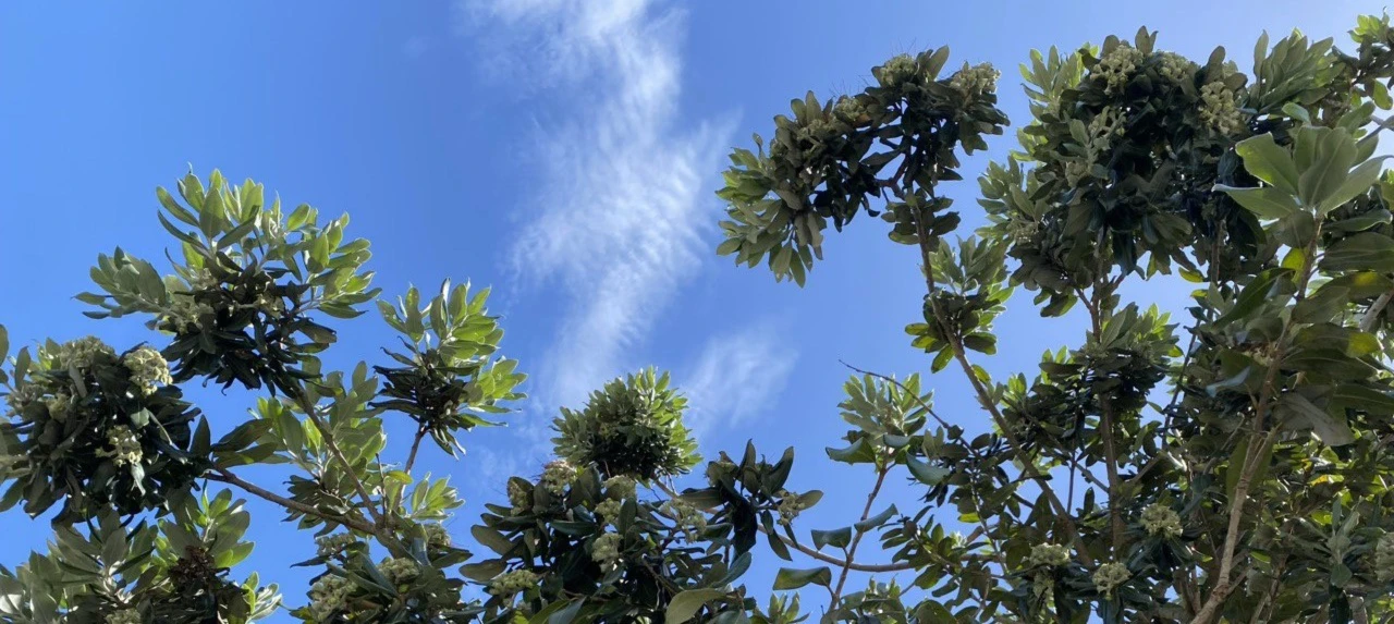 Banner image of NatureGirl