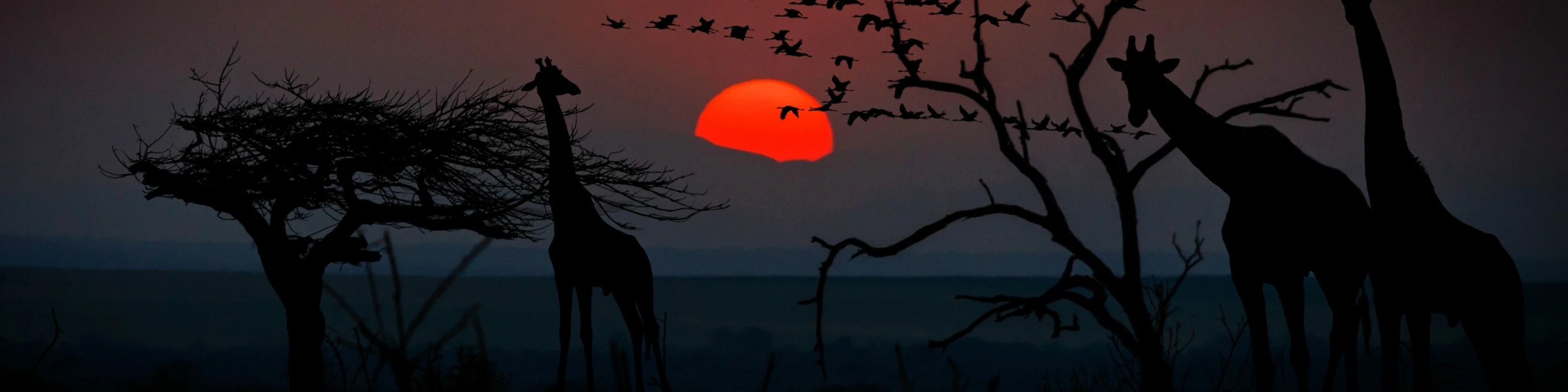 Banner image of Giraffe and  Stuff