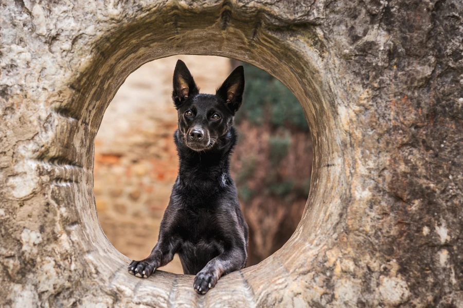 Banner image of Fernhund