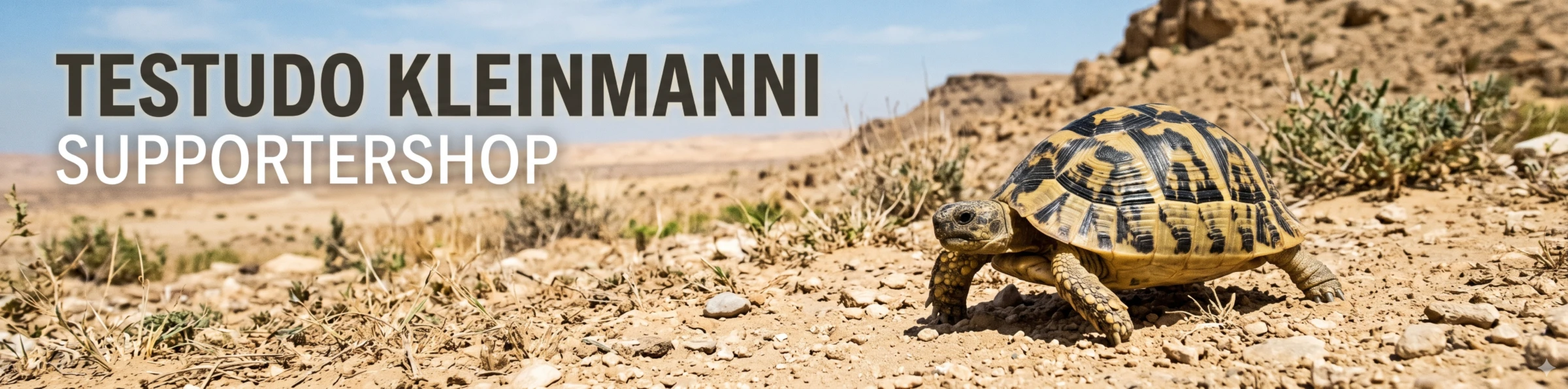 Bannière de Testudo Kleinmanni