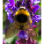 Etiennes Nature Gallery