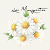 les marguerites