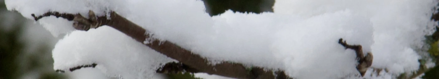 Banner image of Bambule