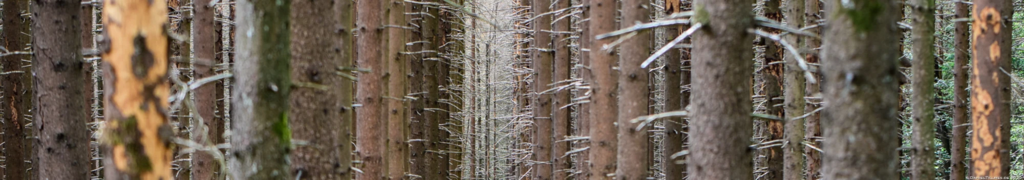 Banner image of dt-ideas